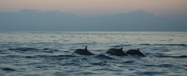Outer Banks Dolphin Tours