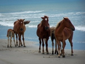 Wild Horses in Outer Banks
