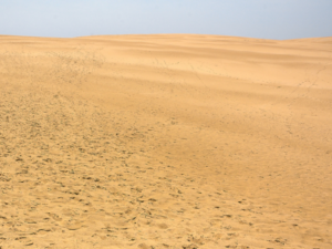 Jockey's Ridge State Park sand dunes